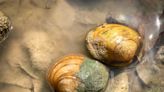 7 Central Texas mussels flagged as endangered, threatened species