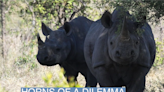 Kenya begins relocating 21 black rhinos to save them from extinction