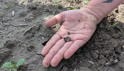 Quebec farmers say they're facing a cutworm infestation like they've never seen