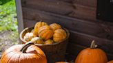 Smashing pumpkins: where to pick your own in London for Halloween — and save the seeds to grow for next year