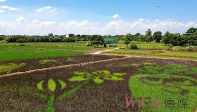 桃園彩繪稻田10/5登場 歡迎民眾來體驗彩繪田園美景 | 蕃新聞