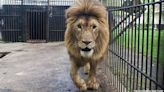 Lions Rescued From Ukraine Find New Home