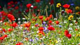 How to Plant and Grow a Wildflower Meadow