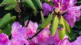 The Remarkable Rhododendron Ramble to kick off at Grandfather Mountain on May 25