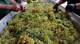 ¿Por qué este año tenemos la peor cosecha de vino en más de 50 años?