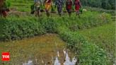 Think tank: Give Rs 35k per hectare for shift away from paddy | India News - Times of India