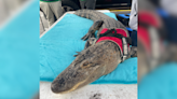 Wally the emotional support alligator reportedly stolen, owner pleas for safe return: "Bring my baby back"