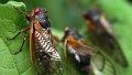 911 call frenzy as cicadas invade South Carolina towns