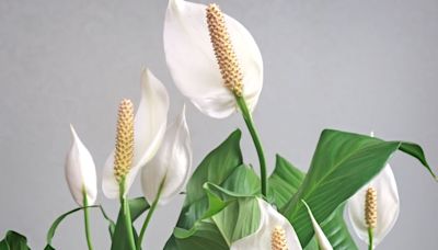 Peace lilies grow faster and flower like crazy when watered with one food scrap