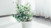 How to Grow a Eucalyptus Plant Both Indoors and Out