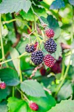 Wild Fruit: Finding Free Food in Your Neighborhood - Naturalcave.com