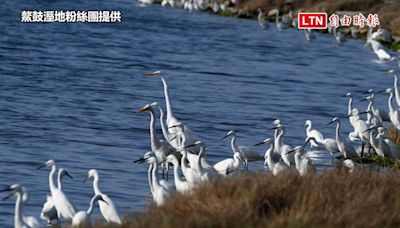 驚喜！嘉義布袋、鰲鼓溼地 黑面琵鷺滯留逾40隻(鰲鼓溼地粉絲團提供/民眾提供) - 自由電子報影音頻道