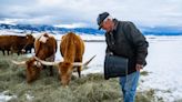 After latest attack, Colorado rancher asks state to kill wolves that killed his cattle