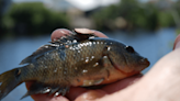 SCCF: Invasive freshwater fish are back