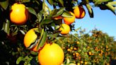 Sign of the times: Gulf Citrus Growers Association shuts down as industry struggles