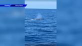 ‘It was impressive’: Boaters spot multiple whales off the coast of South Florida - WSVN 7News | Miami News, Weather, Sports | Fort Lauderdale