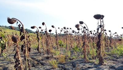 Extreme heat drives up food prices. Just how bad will it get?