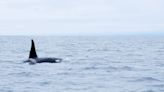 Violente attaque d’orques au large du Finistère : un couple a cru voir sa dernière heure arriver