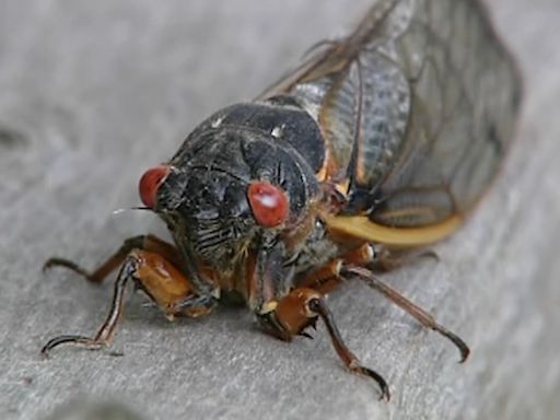 When will the cicadas emerge? Chicago, Northern Illinois will see billions of noise-making bugs soon