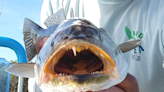 Fishing Report: FWC comes to town, new snook rules coming; March madness exits
