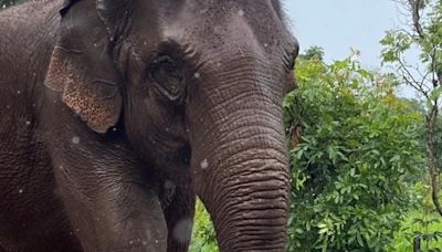 A 2 años del traslado de la elefanta Guillermina a Brasil: así está hoy y la tierna foto cuando apenas nació | Sociedad