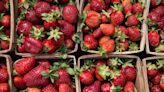 Strawberry season started early, will end early thanks to unusually warm spring