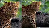 ‘A first sighting of its kind’: Wildlife photographer clicks leopard with different-coloured eyes at Bandipur Tiger Reserve