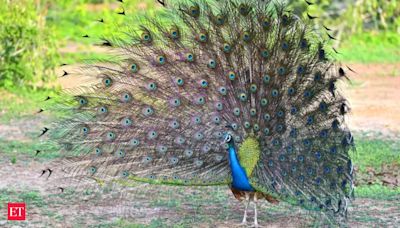 Peacock spotted in unlikely heights in Uttarakhand. Is climate change to blame? Here’s why it matters