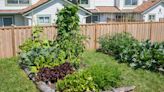 Homeowner perplexed by massive garden surprise left by previous tenant: ‘Thank you for helping us figure this out’