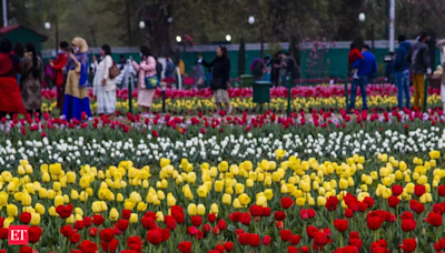 The costly bloom: Delhi's unlikely love affair with tulips