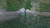Cooler temps mean more manatees at Blue Spring State Park in Orange City