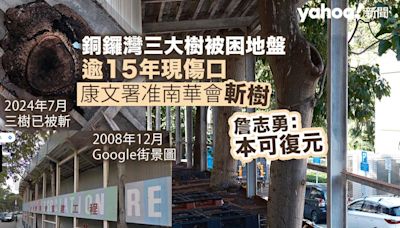 銅鑼灣三大樹被困地盤逾15年現傷口 康文署准南華會斬樹 樹博士詹志勇：本可復元｜Yahoo