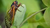 Cicadas have become so noisy in part of South Carolina that people are calling the police