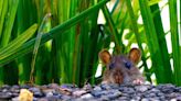 Lassa fever case in Paris: What you need to know