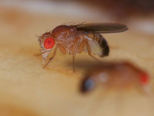 Un experimento en moscas cuestiona una teoría de décadas sobre el origen del cáncer