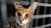 'Crazy-Looking Cat' Prowling Around Missouri Farm for 6 Months Turns Out to Be an African Serval