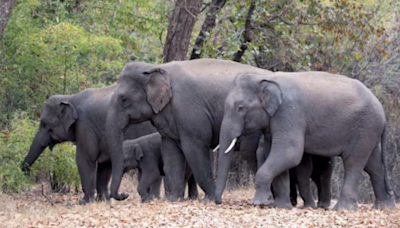 List of threatened species grows by 1,000, but conservation efforts bring hope for some animals | World News - The Indian Express