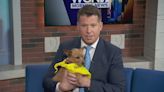 PAWS Pet of the Week