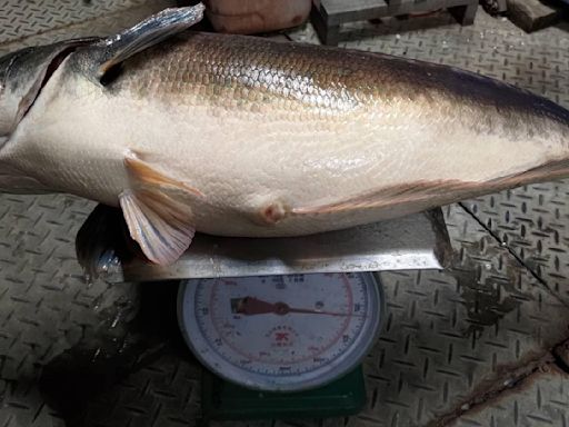 阿嬤養的？日月潭逮獲逾10尾大魚虎「過半都抱卵」 肚子胖到快撐爆