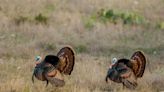 Louisiana turkey hunting season: What to know about licenses, tagging