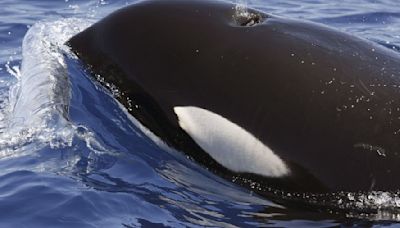Mysteriöse Orca-Angriffe: «Boah, was für ein Riesenvieh!»