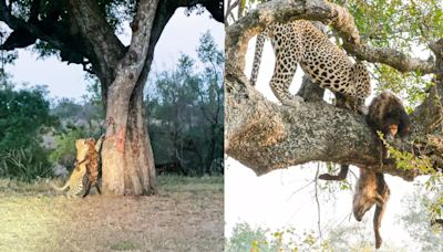 Leopard Eats Hyena's Stomach to Make It Lighter for Dragging Into Tree