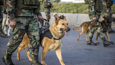 'No al maltrato animal', el clamor de una marcha de perros y humanos en Bolivia