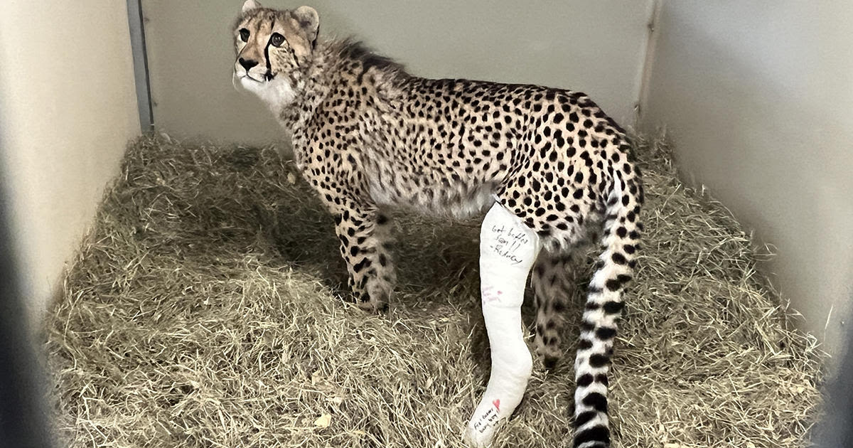 Zoo Miami cheetah on the mend after fracturing leg