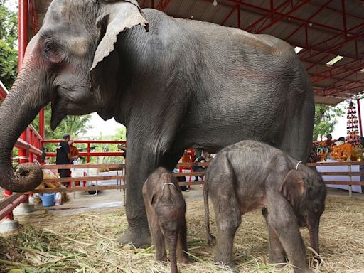 No Comment : un éléphant, ça trompe énormément - les rares éléphanteaux jumeaux en Thaïlande !