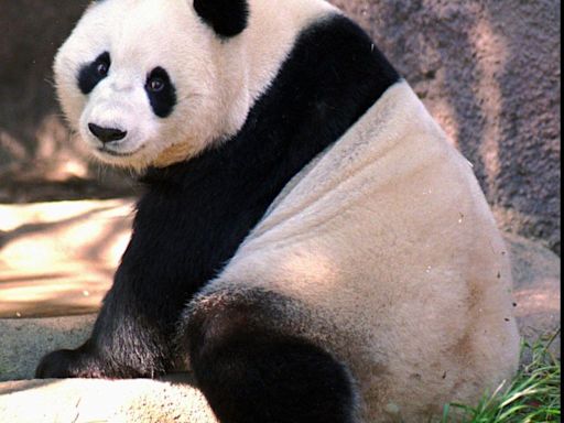 Zoo faulted for more than just costly rental of pandas