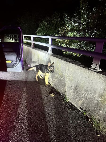 ‘Skin and bones:’ Shepherd left tied to side of Route 8 in Beacon Falls