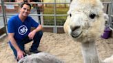 Alpacas are a show stopper at the San Diego County Fair