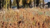 El cultivo de quinoa criolla en Neuquén busca expandirse, crecer en superficie y en un futuro llegar a exportar - Diario Río Negro