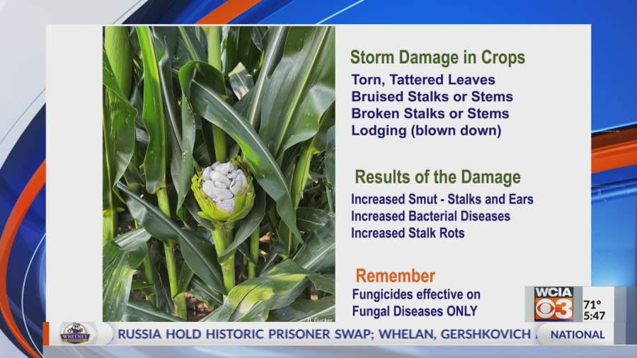 Ag Answers | How severe weather damages crops